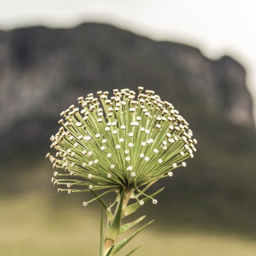chapada-diamantina (13)-tm